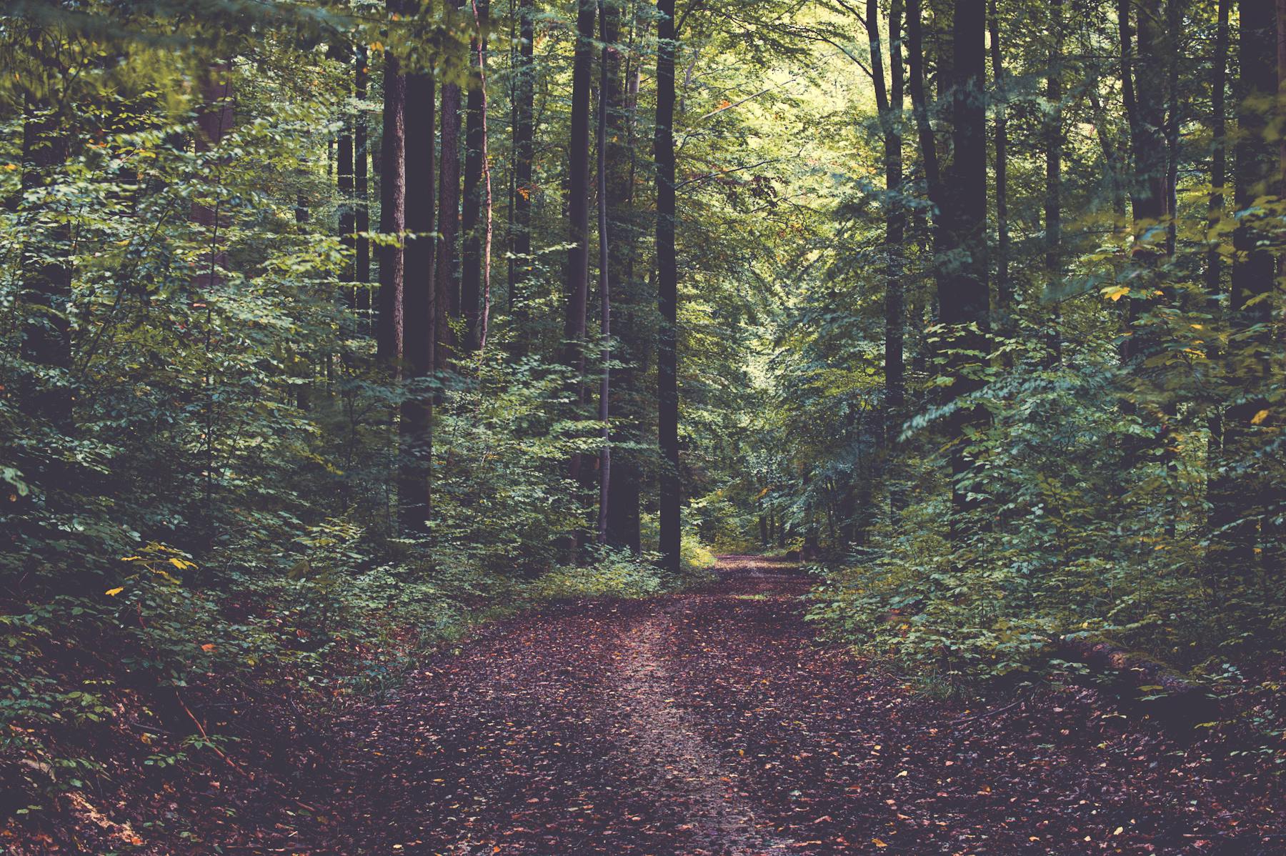 A leaf-strewn path winding into a green forest